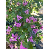 Bougainvillea Cuttings通心菜/种子/园艺/芹菜/帽子/生菜/向日葵/上衣/母婴/鲜花/ XOQO