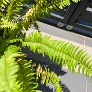 XL Variegated Boston Tiger Fern (nephrolepis exaltata)