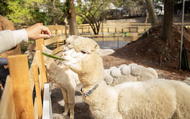 【宜蘭】水岸森林物語動物園區門票