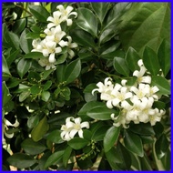 Kamuning plant for sale