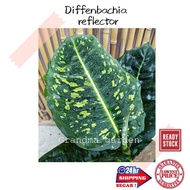 (GG real plant) dieffenbachia reflector pokok hidup hiasan rumah dalaman live indoor houseplant tumbuhan kebun murah