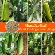100% Original Japanese Cucumber Seeds (Mixed Breed Approx 60 Seeds) Benih Timun Tangkak Benih Sayur Sayuran Nutrition