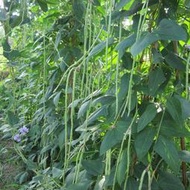 泰國綠先鋒韓國綠將軍長青條豆角種子 種籽豇豆種籽蔬菜早熟菜種子 種籽