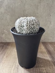 1/5/26 更新 濃白超兜帶V紋 多肉植物 塊根 盆栽 仙人掌 所有兜類 買二盆減$60 買三盆減$100