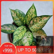 Aglonema Ruby Orange - Aglaonema Ruby Orange tanaman hias aglonema bunga aglonema - tanaman hidup - bunga hias hidup - tanaman hias - aglonema - tanaman aglonema hidup - bunga - kembang hias hidup