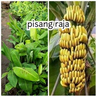 bibit pisang raja super