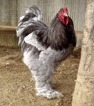 Ayam Brahma Import Super.