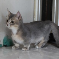 Kucing munchkin british shorthair jantan blue golden