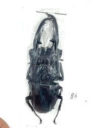 Dorcus titanus palawanicus.巴拉望巨扁鍬形蟲86mm