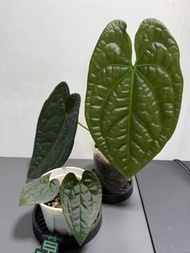 Anthurium Luxurians x Forgetii 奢華x盾葉花燭