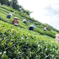 高山黃金烏龍茶－台灣阿里山高山春茶1斤 比賽茶(附精美環保提袋)