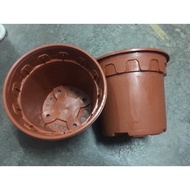 Mini pot chili tree indoor rose tree