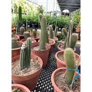 Cactus real live plant free 0.5kg fertiliser and free 3kg soil