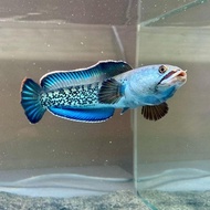 channa stewartii karbialong baby 5-6 7-8 cm