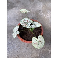 Caladium Cranberry Star