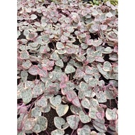 TERBAIK String Of Heart Variegata | SOH | String Of Heart