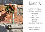 心栽花坊-陽傘花/冬紅花/棒棒糖造型/8吋/綠化植物/綠籬植物/觀花植物/售價900特價800