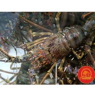 Lobster Hidup Live Seafood Per Kg