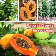 10pcs High Quality Dwarf Papaya Seeds for Planting Fruit Tree Seeds Papaya Fruit Seed Potted Papaya 