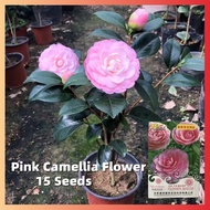 ปลูกง่าย คามิเลีย คละสี Pink Camellia Flower Seeds ดอกใบทานได้ (15 PCS/BAG) Bonsai Flower Plant Colo