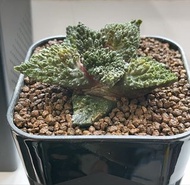 哥斯拉牡丹  多肉植物  岩牡丹系列