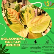 INSTAN AGLONEMA SULTAN BRUNEI / AGLAONEMA SP KUNING EMAS LARIS