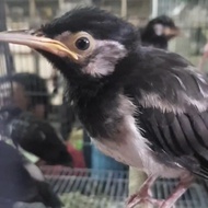 Terbaru Burung Jalak Suren Anakan Original
