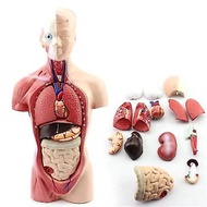 Human body anatomy model