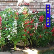 現貨  特價 小欣種業鳳仙花種子指甲花重單瓣田園庭院種植染指甲花四季開花易活花種籽