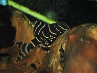 [Livestock] L204 Flash Pleco | Simply Aquatics | Aquatic Fish | Aquarium |Small Medium Pet Fishes | Live Fish Pets