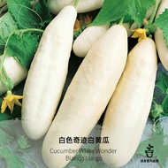 White Wonder Cucumber Seeds