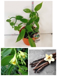 Bushy Vanilla 🌿Anak Pokok Vanila🌿香草🌿