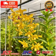 ( KNOP / SPIKE ) ANGGREK DENDROBIUM SYLVANUM FLAVA-sudah Knop/Spike-DENDROBIUM