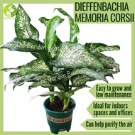 [Local Seller] Dieffenbachia Memoria Corsii Houseplant Indoor Plant Pot Size 0.5 gal | The Garden Bo
