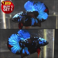 Avatar Gordon Nebula Blue Black Light (Bbl) Black Series / Ikan Cupang