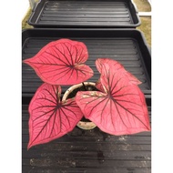 caladium_thailand_hybrid