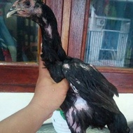 Ayam Betina ShamoKhoy Tulangan Besar