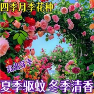 Ready Stock Quick Shipment [E-Commercial Dedicated] Rose Flower Seed Climbing Vine Rose Flower Seed 