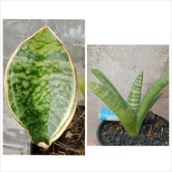 Sansivera mason variegata dan marsya variegata