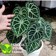 ((KT5M)) TANAMAN HIAS ANTHURIUM TARANTULA CLARINERVIUM- TANAMAN HIAS