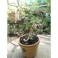 bonsai sancang bergelut yvwuud 3189qs