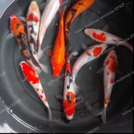 paket bibit ikan koi blitar uk : 13-15cm jenis mix isi : 5 ekor Diskon