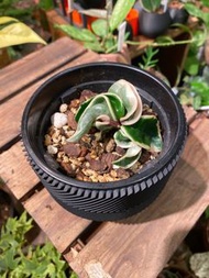 Hoya compacta albomarginata 外錦捲葉毬蘭