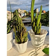 Plastic pots for plants big sizes ♥White Wavy Plant Pots - Plastic☟