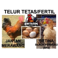 Telur tetas telur fertil ayam kampung merawang blackpermud2 BP2