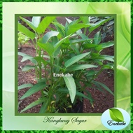 Water Spinach Seeds Vegetable Plant Seeds Hydroponic Vegetable Seeds repack