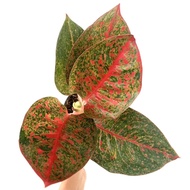 fertilizer for plants plants ☀Aglaonema Stardust MEDIUM with POT☜