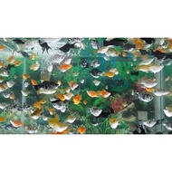 Bamboo seaweed for random molly fish