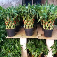 Bambu Hoki/Bambu Rejeki