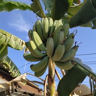 Rare Banana Plant / Benih Pisang Bengala Bangkok (Pise Galo bakok)